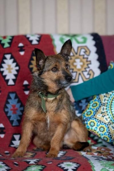 Ruhige ROKSY sucht ein Zuhause