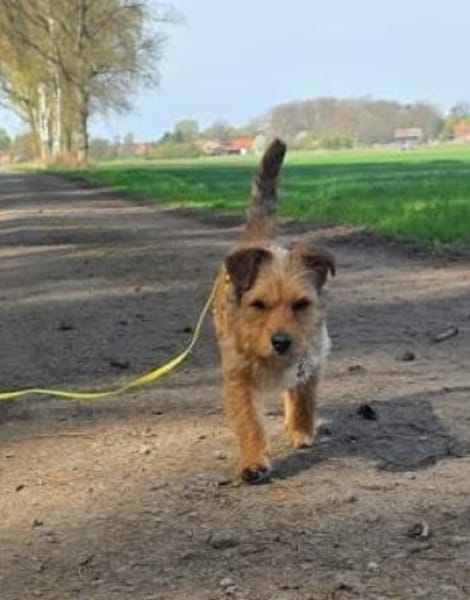 Neslin versucht alles richtig zu machen