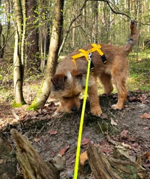 Neslin versucht alles richtig zu machen