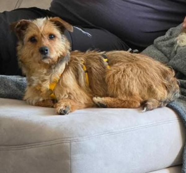 Neslin versucht alles richtig zu machen