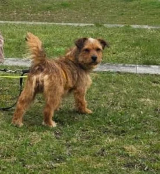 Neslin versucht alles richtig zu machen