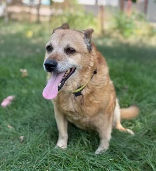 Bogar -Ein herzensguter Hundesenior