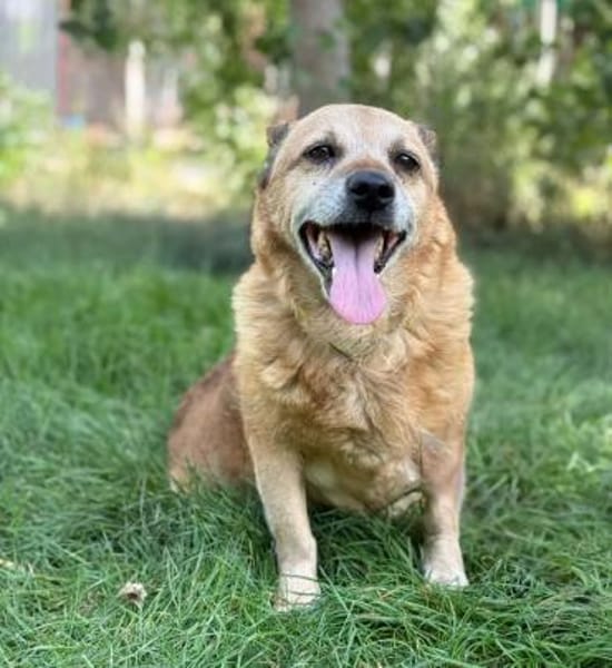 Bogar -Ein herzensguter Hundesenior