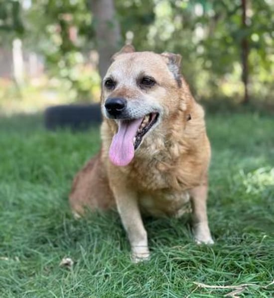 Bogar -Ein herzensguter Hundesenior