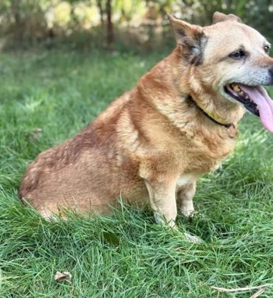 Bogar -Ein herzensguter Hundesenior