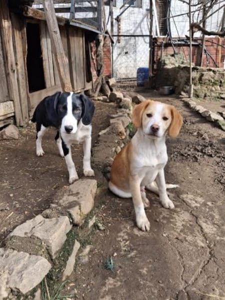 Zuhause gesucht für Honey