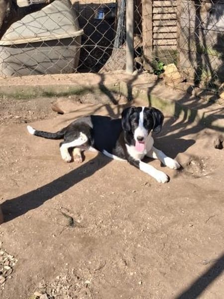 Zuhause gesucht für Honey