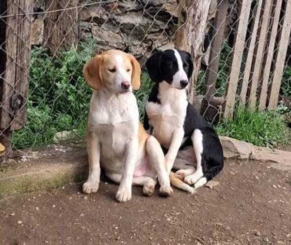 Zuhause gesucht für Honey