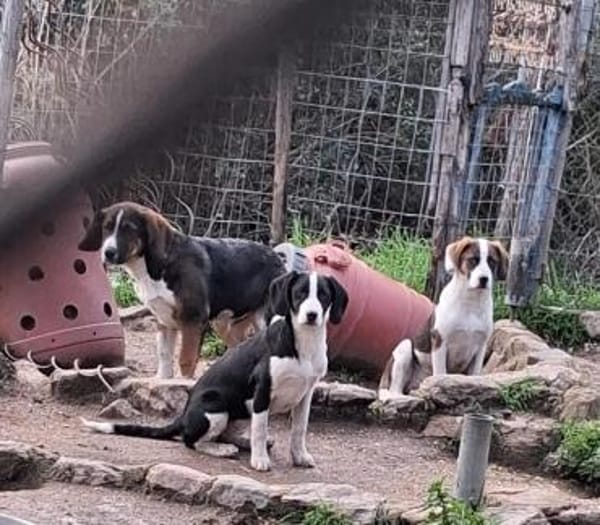 Zuhause gesucht für Honey