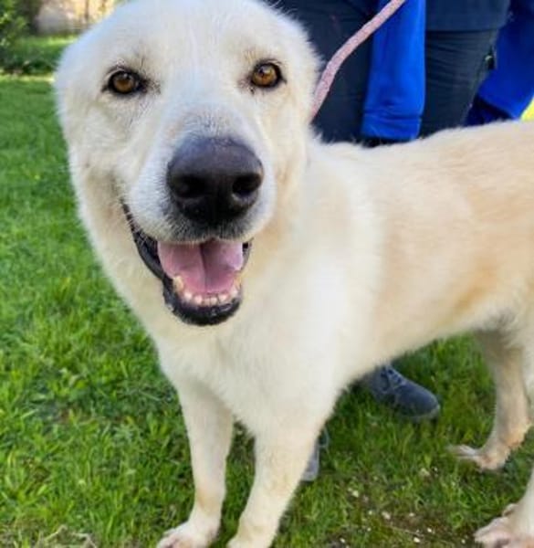 Essenza auf Pflegestelle in Hessen