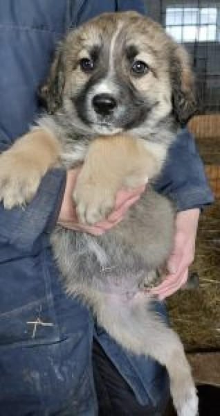 Nico 30 cm (Feb 26) Pflegestelle