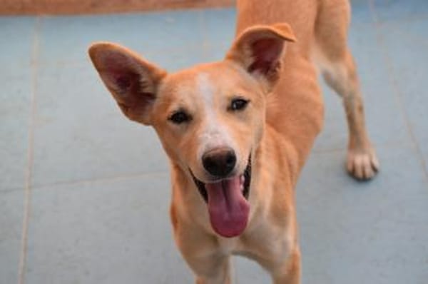 Violeta hat den Koffer gepackt