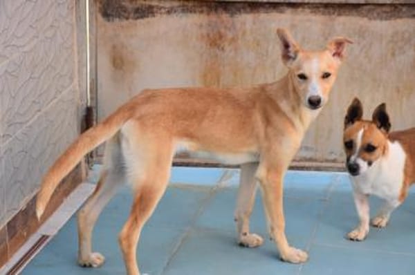 Violeta hat den Koffer gepackt