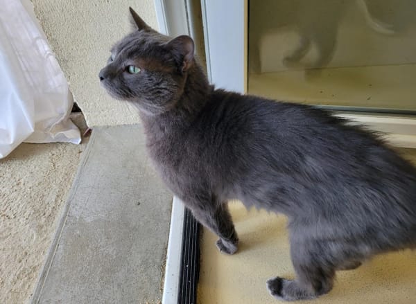 Petit Chat dit Petiot PAB28698