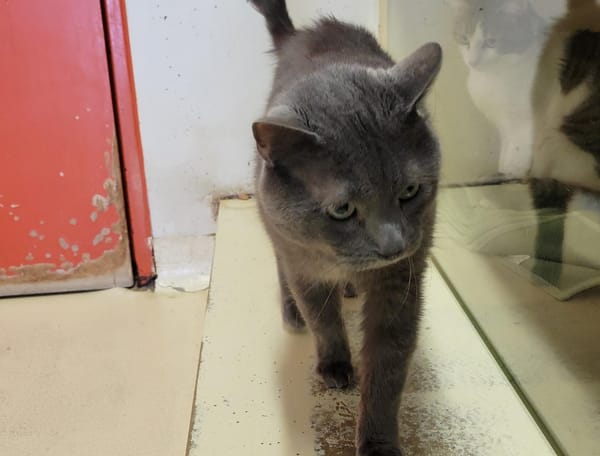 Petit Chat dit Petiot PAB28698