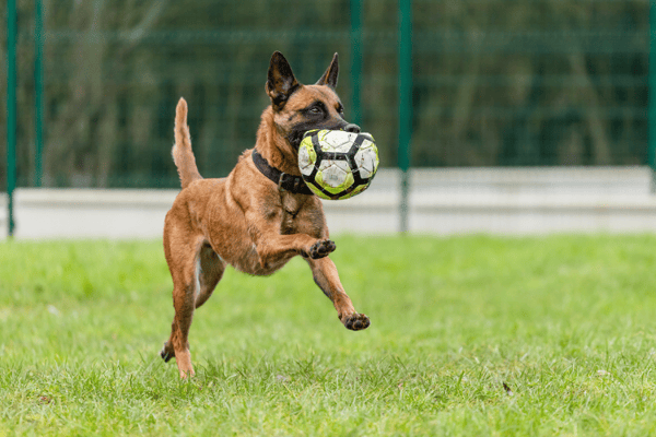 PETIT COEUR HAA24688