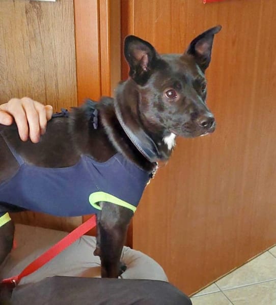 Zoja