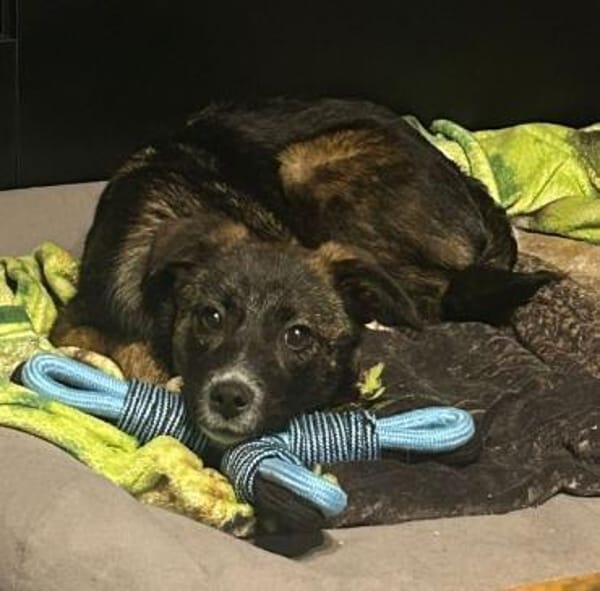 ALANA * fröhliches lernwilliges Mädchen