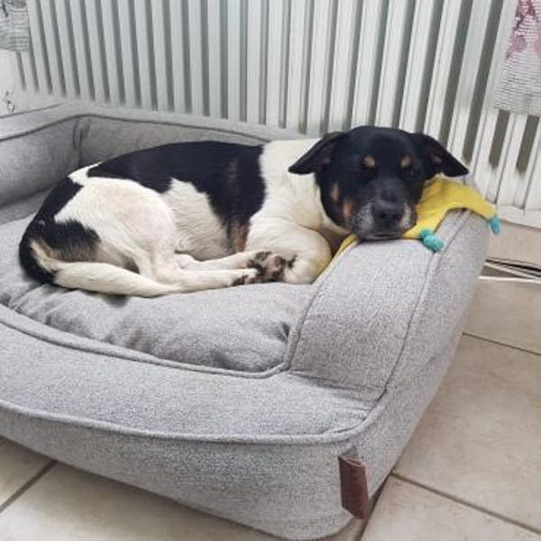 Watson, jung sucht ein Zuhause