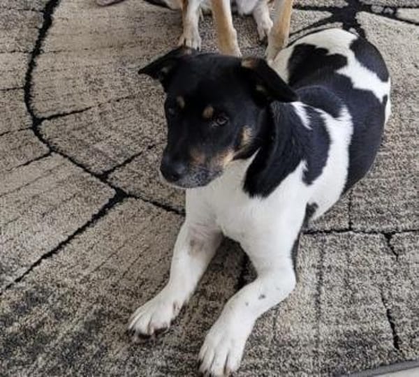 Watson, jung sucht ein Zuhause