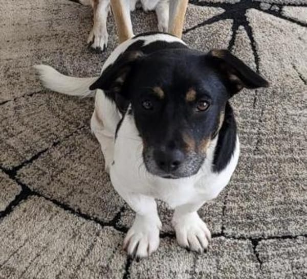 Watson, jung sucht ein Zuhause