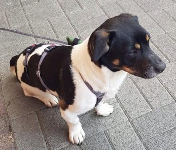 Watson, jung sucht ein Zuhause