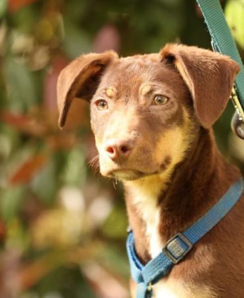 liebenswerte kleine - Linda