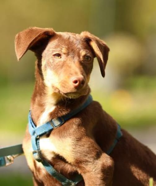 liebenswerte kleine - Linda