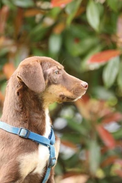 liebenswerte kleine - Linda