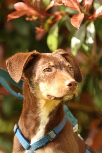 liebenswerte kleine - Linda