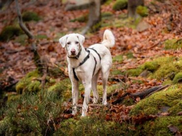 Liebenswerter Giovedi sucht Zuhause