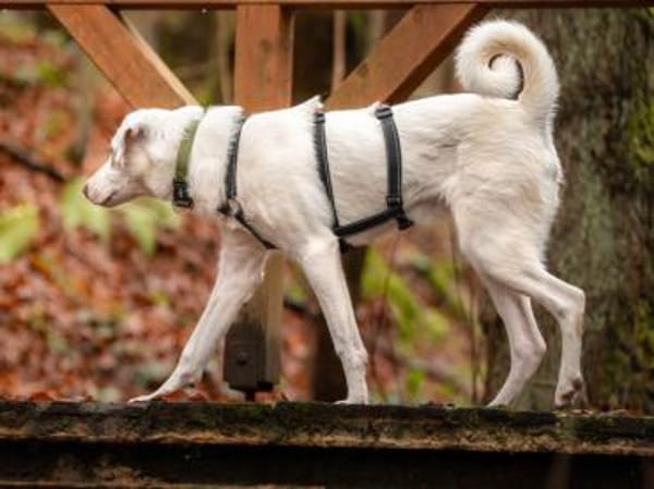 Liebenswerter Giovedi sucht Zuhause