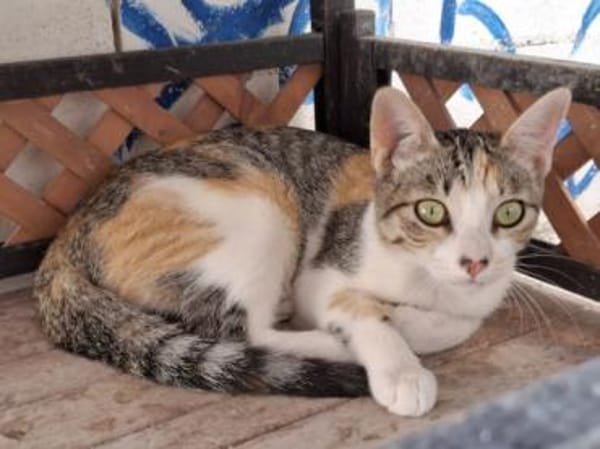 Vanesa - 🧡 trotzdem quietschfidel 🧡