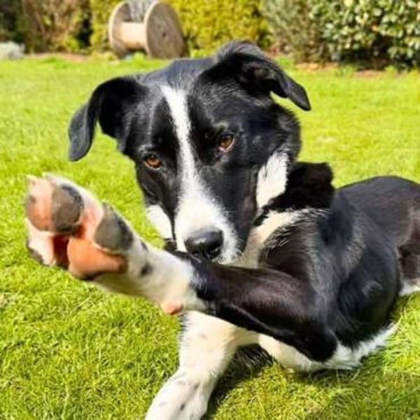 Taco - ist fröhliche&offen