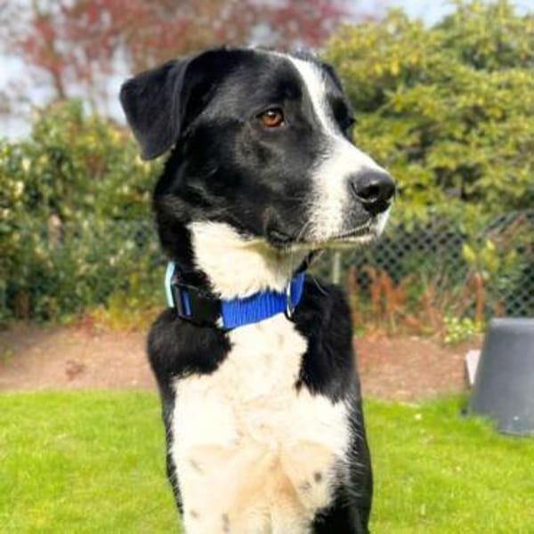 Taco - ist fröhliche&offen