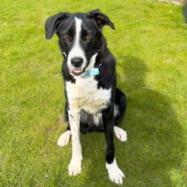 Taco - ist fröhliche&offen