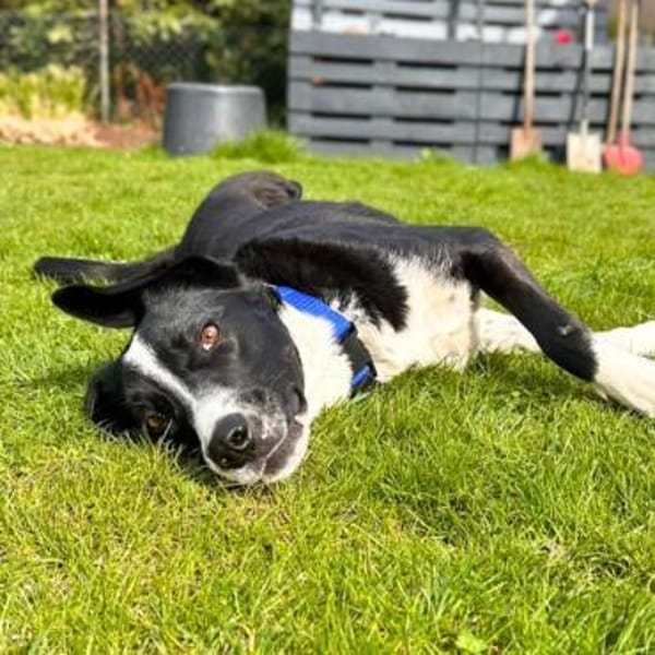 Taco - ist fröhliche&offen