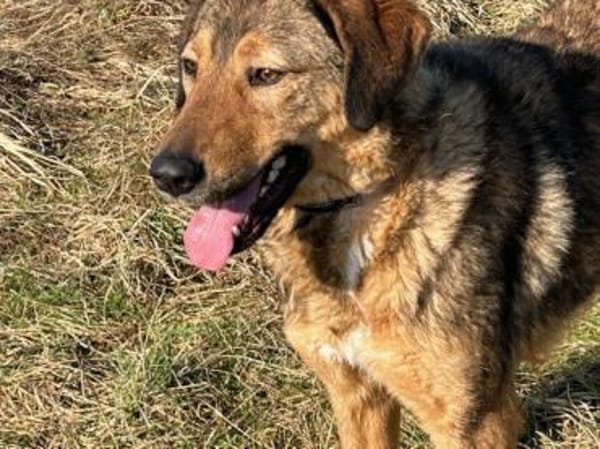 Juni - intelligent u. aufgeweckt