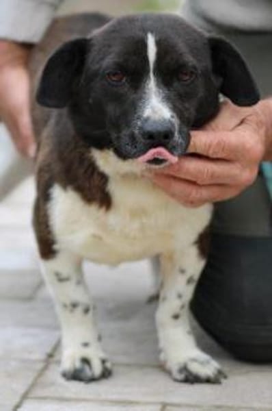 Batida  sehr liebenswerte, kleine Hündin