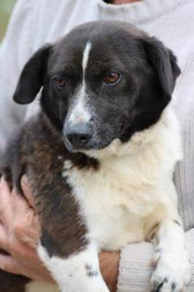 Batida  sehr liebenswerte, kleine Hündin