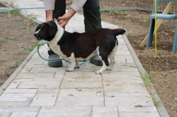 Batida  sehr liebenswerte, kleine Hündin