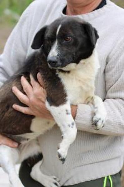 Batida  sehr liebenswerte, kleine Hündin