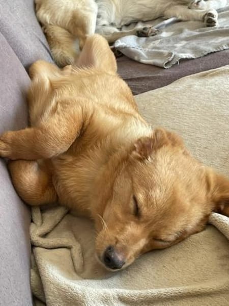 Zuckerschnute Enya sucht ihr Zuhause