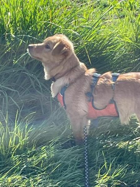 Zuckerschnute Enya sucht ihr Zuhause