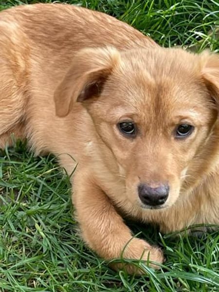 Zuckerschnute Enya sucht ihr Zuhause