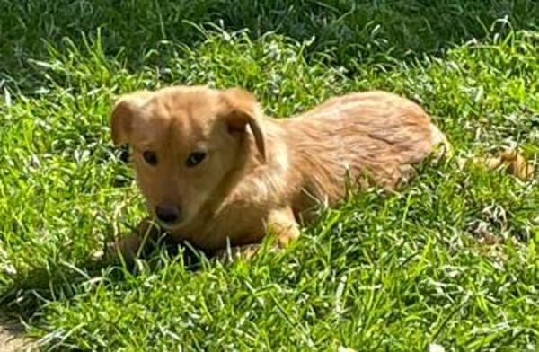 Zuckerschnute Enya sucht ihr Zuhause