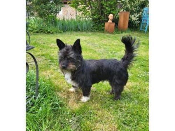 Suzette - wartet in 65468 Trebur