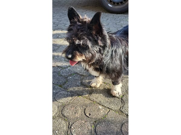 Suzette - wartet in 65468 Trebur