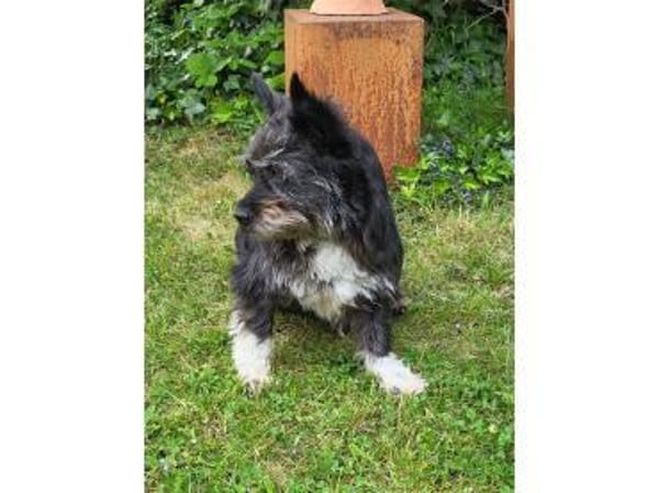 Suzette - wartet in 65468 Trebur