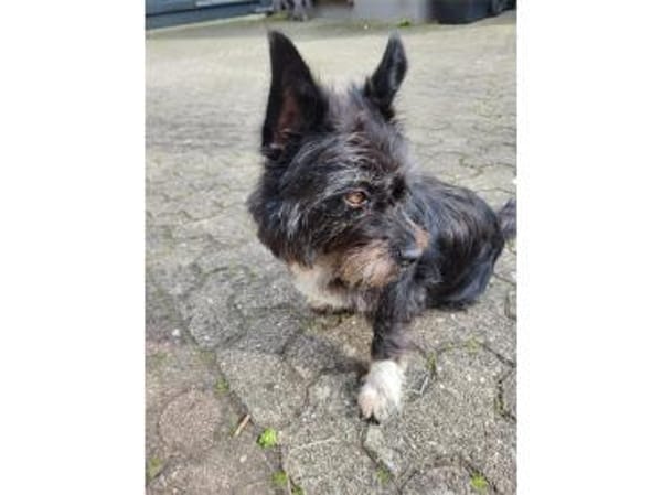 Suzette - wartet in 65468 Trebur